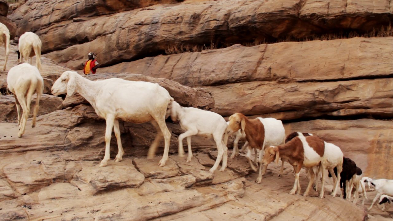 cabras subiendo bandiagara pablocaminante 1280x720 - Malí 6, País Dogon III: Acantilados de Bandiagara