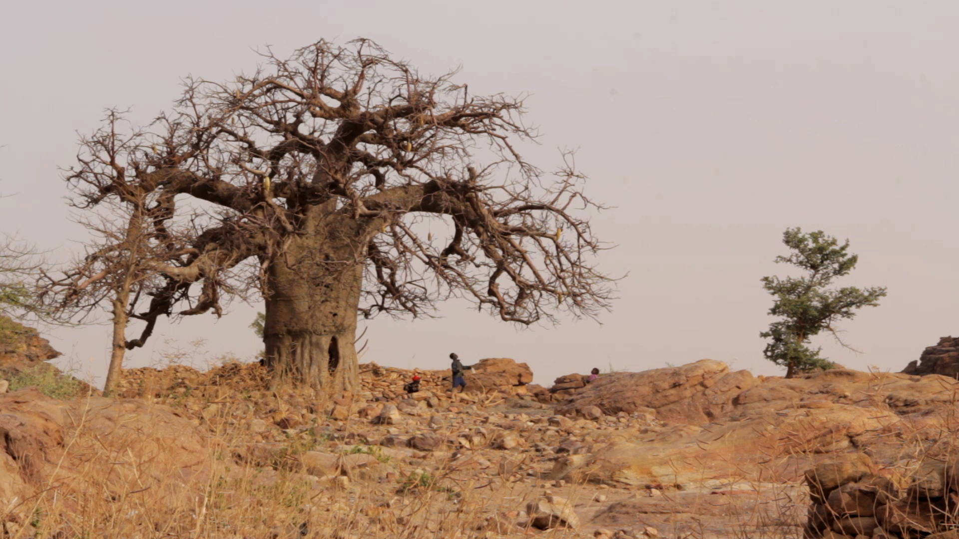 ninos jugando baobab dogon pablocaminante - Malí 6, País Dogon III: Acantilados de Bandiagara