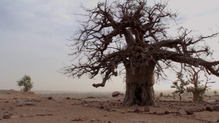 primer baobab dogon bandiagara malli pablocaminante 768x432 - Malí 6, País Dogon III: Acantilados de Bandiagara